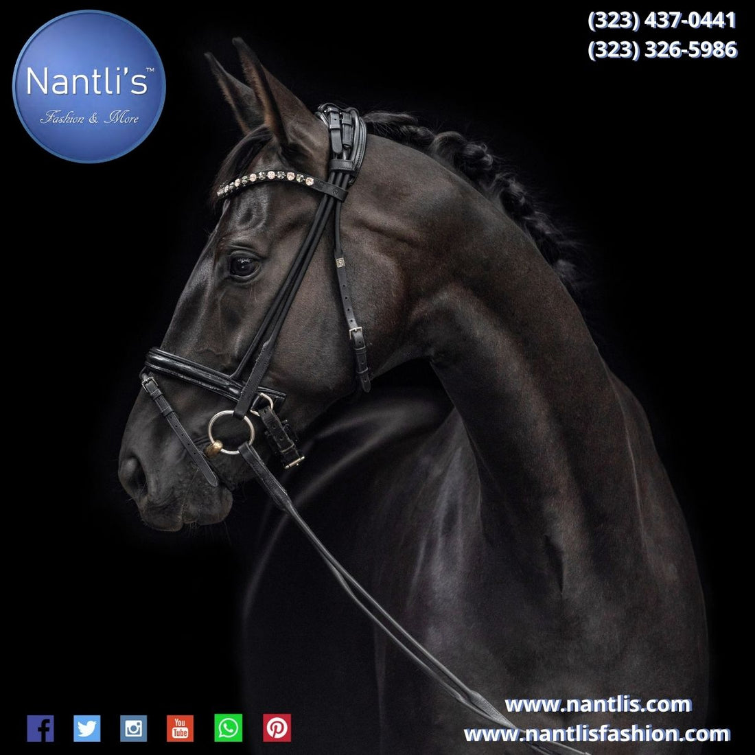 Los mejores accesorios para Caballos de Charro en Estados Unidos